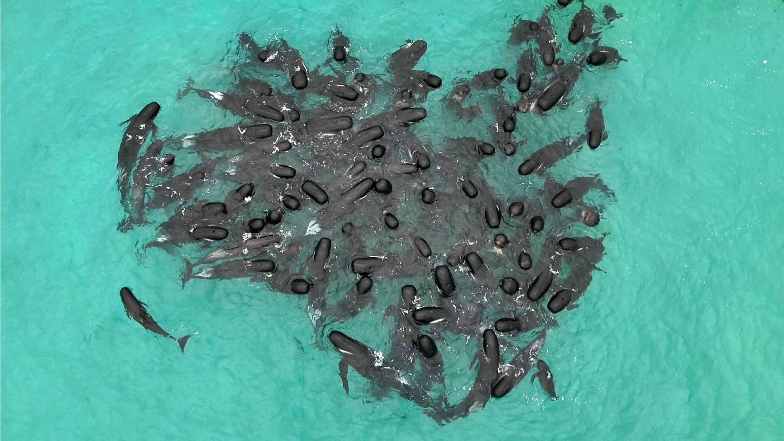 Un grupo de ballenas piloto nadan cerca de la playa de Cheynes, Australia