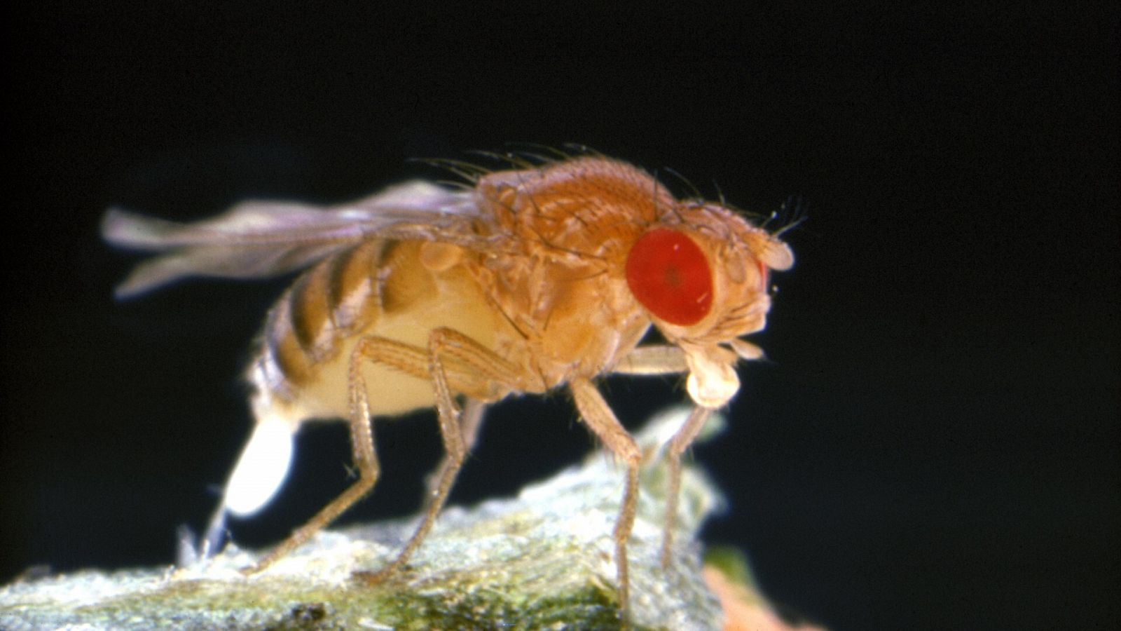 La mosca de la fruta 'Drosophila melanogaster'