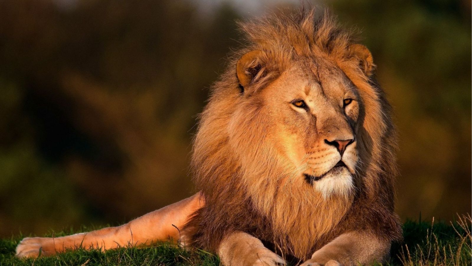 Día Mundial del León: 5 curiosidades que no conocías