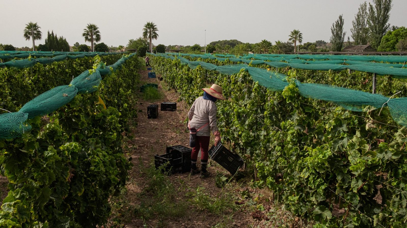 Una trabajadora recoge uva durante una jornada de vendimia