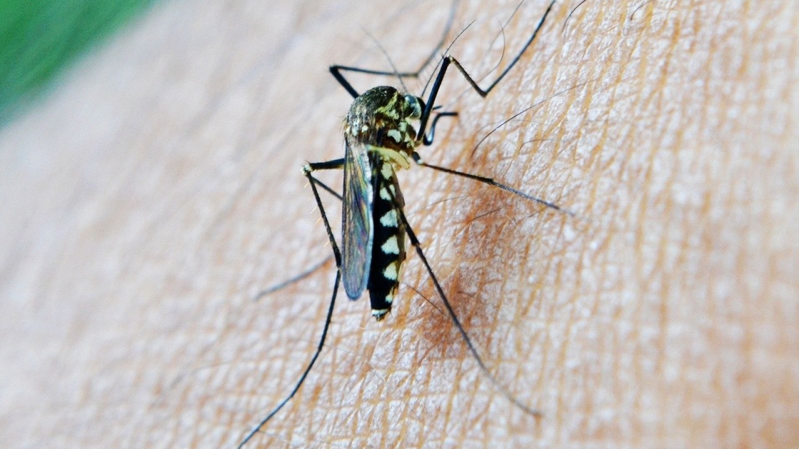 Virus del Nilo: imagen facilitada por la Junta de Andalucía del mosquito