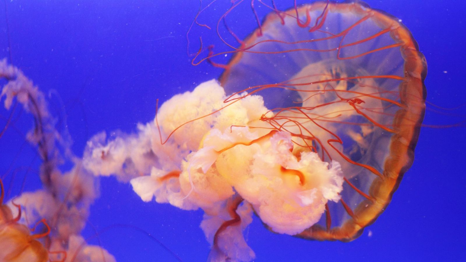 Las formas de tratar las picaduras de medusa varían con cada especie