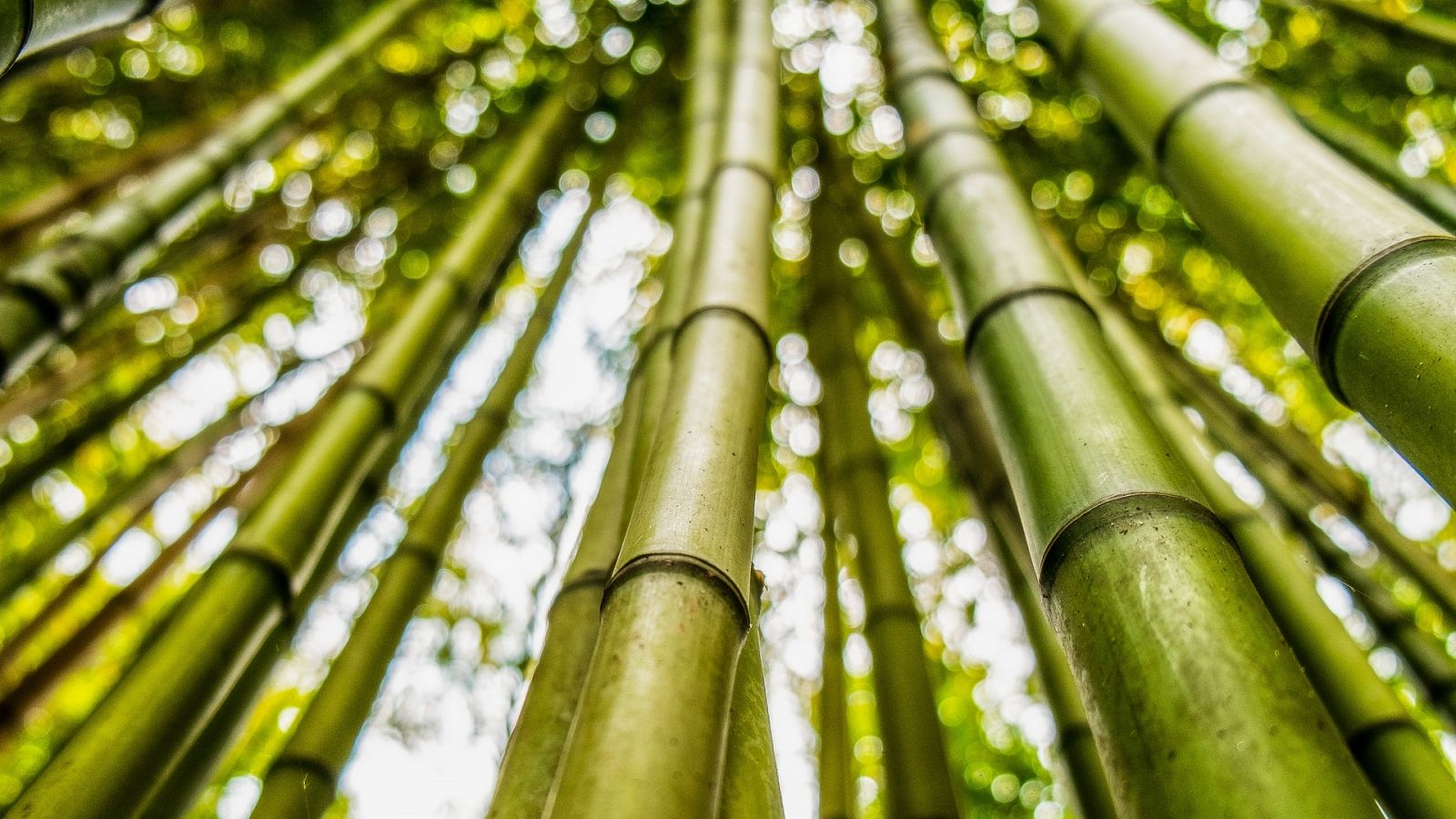 Ahora o Nunca | Lo que no sabías del bambú