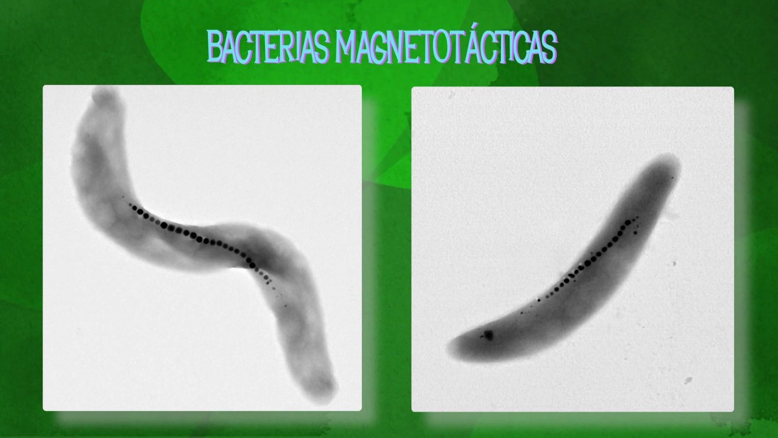 Bacterias magnetotácticas para combatir el cáncer