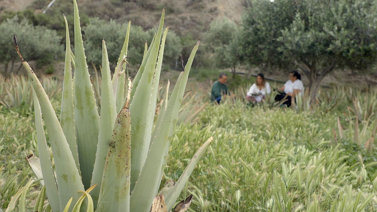 Cultivo de Aloe Vera en Almería