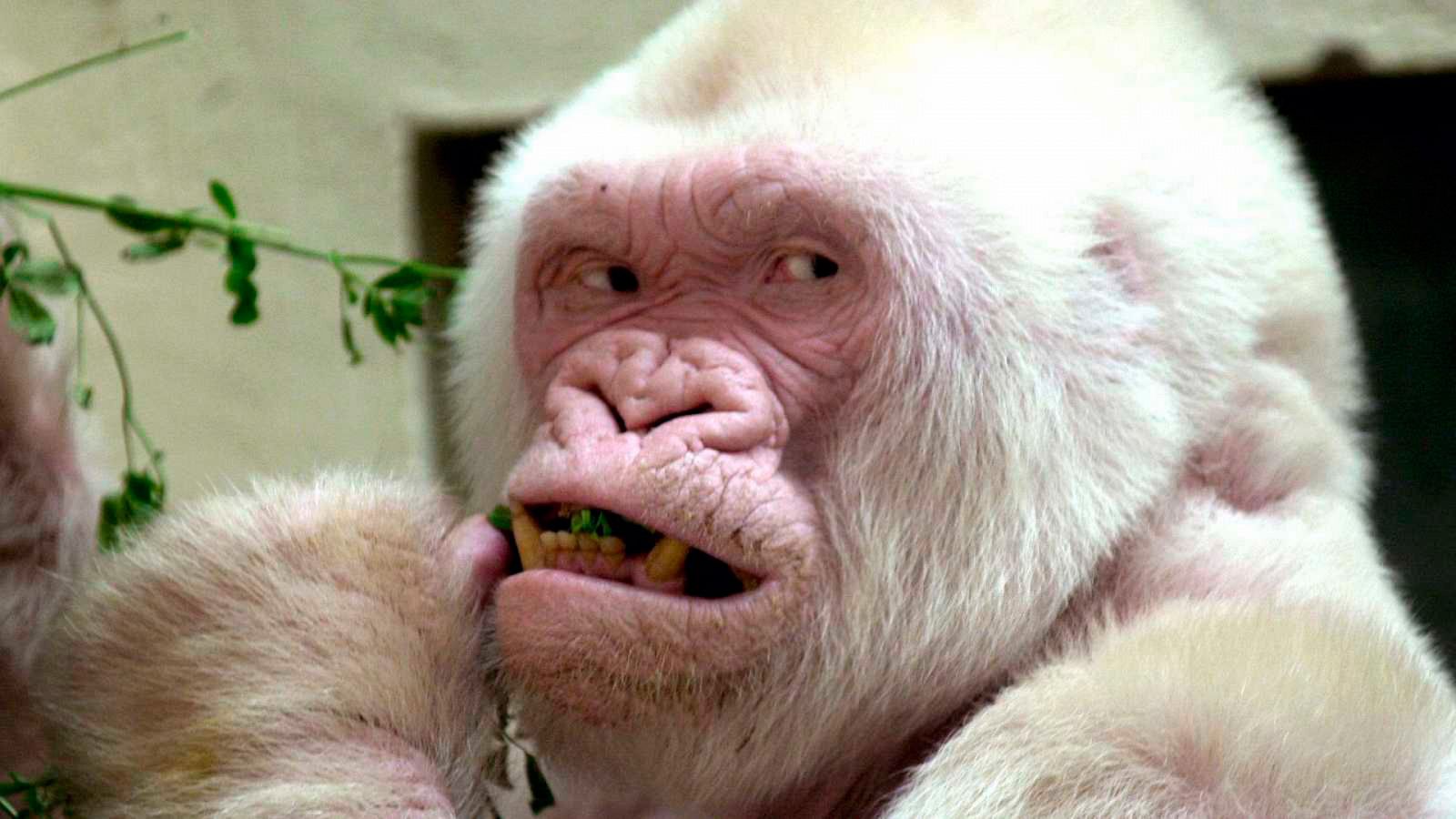 Floquet de Neu és l'únic goril·la albí conegut fins ara, i cap els seus fills no va heretar aquesta caractersítica