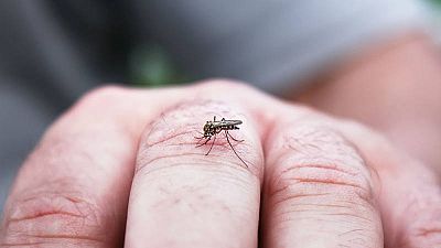 Aquí la tierra - ¿Cómo evitar las picaduras de mosquitos? Aquí la tierra - ¿Cómo evitar las picaduras de mosquitos?