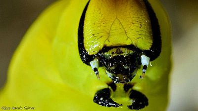 Oruga de la mariposa esfinge calavera