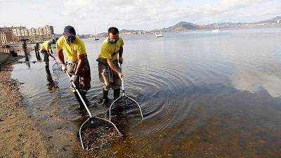 Los peces muertos volvieron a aperecer an la superficie del Mar Menor este verano