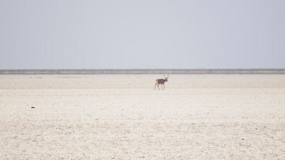 Las lagunas de Doñana sufrieron en 2022 un acortamiento de su hidroperiodo "muy acusado".