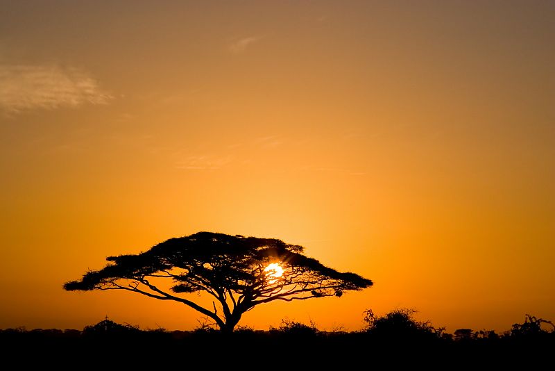 Amanecer en el Parque Nacional de Tanzania, �frica