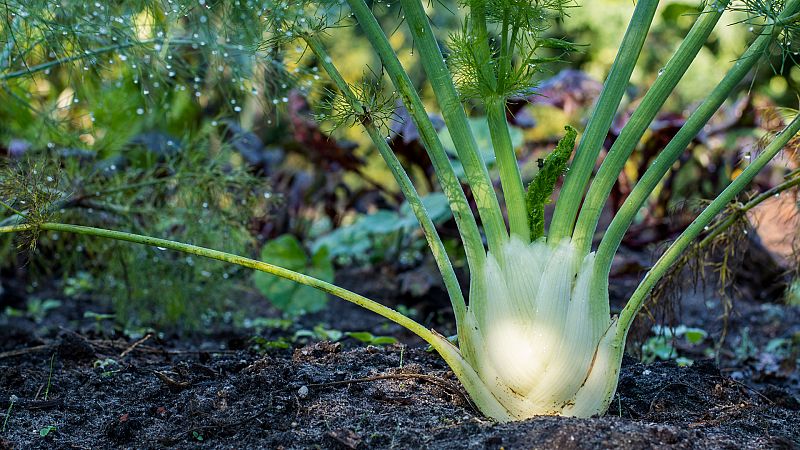 Plantacin de Hinojo