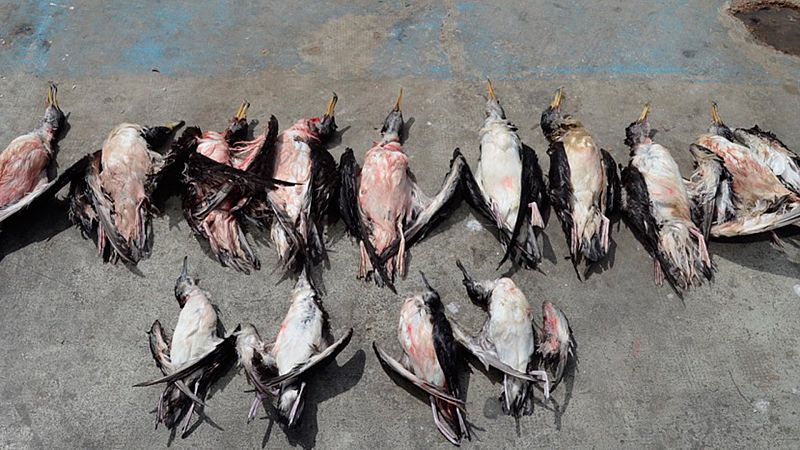 Aves marinas muertas Aves marinas muertas