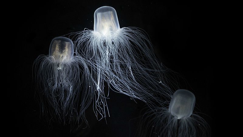 Las medusas esconden el secreto de la inmortalidad