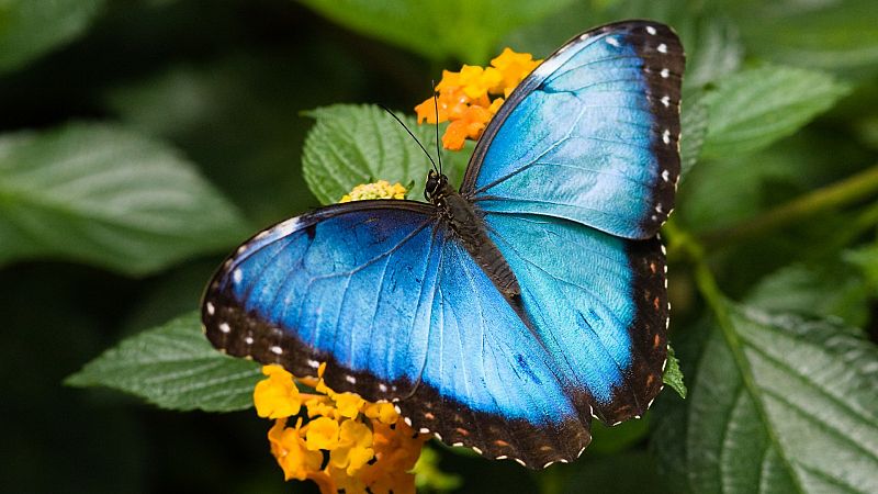 ¿Sabías que los colores de las mariposas envían mensajes?