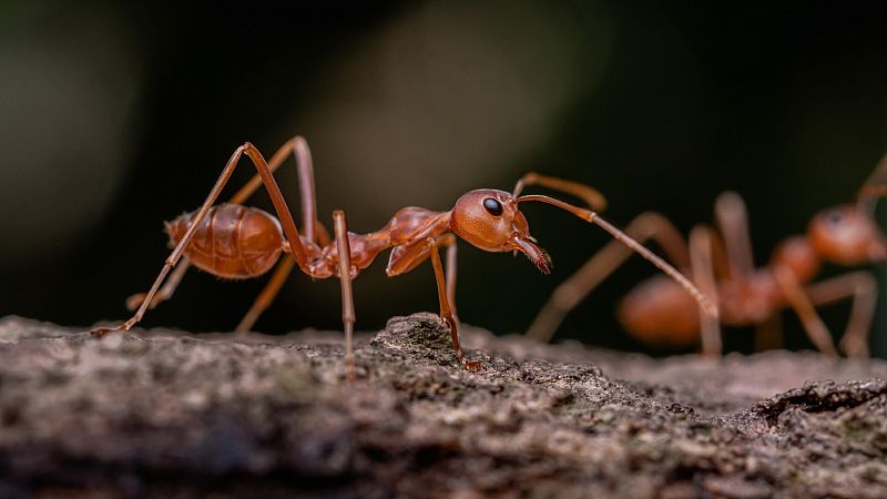 ¿Cómo consiguen las hormigas evitar atascos?