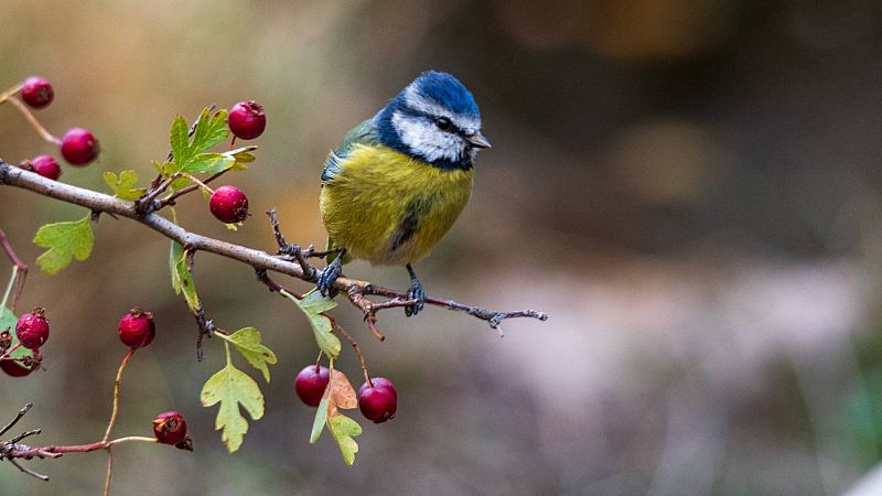 El cambio climático está robando el color a las aves