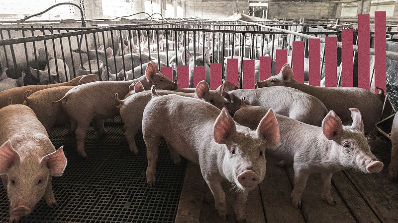 El número de cerdos crece en España a lomos de las exportaciones de carne porcina