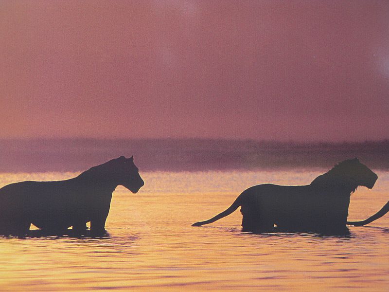 Leones cruzando un río en Bostwana