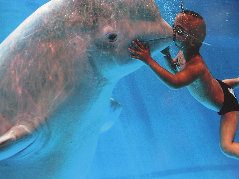Un niño besa a una cría de beluga