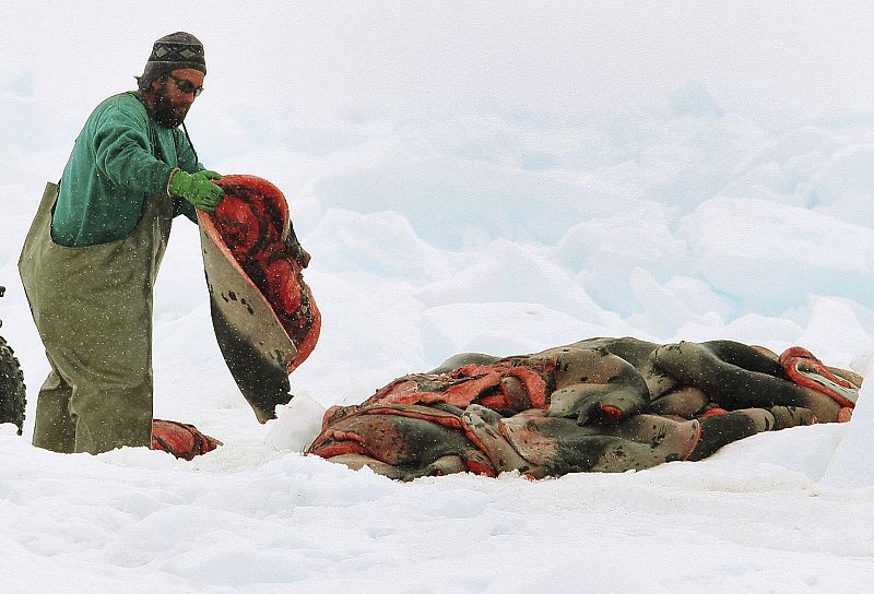 A sealer loads up a sled with harp seal pelts on an ice floe in the Gulf of St. Lawrence near Iles-de-la-Madeleine