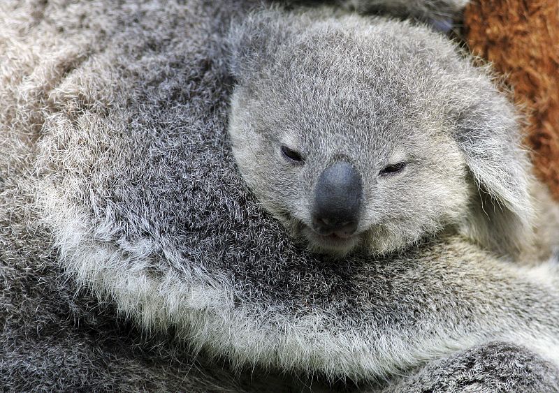 El joven koala se alimenta únicamente de leche materna durante los primeros seis meses y permanece en la bolsa durante todo ese tiempo, mientras desarrolla ojos, orejas, pelo, etc. A las 22 semanas sus ojos se abren y comienza a espiar hacia fuera de