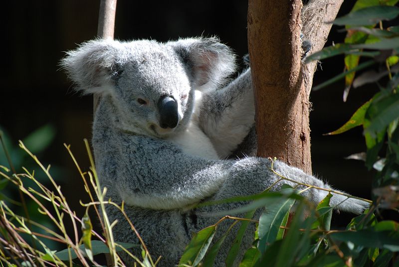 El koala australiano (Phascolarctos cinereus) se enfrenta a la malnutrición y a la hambruna pues la calidad nutricional de las hojas de eucalipto disminuye a medida que los niveles de CO2 aumentan.