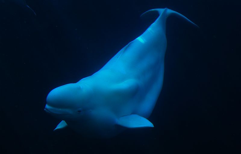 La ballena beluga (Delphinapterus leucas) se verá afectada por el calentamiento global por la pérdida de hielo y la dificultad de encontrar presas, y por de la actividad humana ya que el resquebrajamiento del hielo hace que ciertas áreas sean accesib