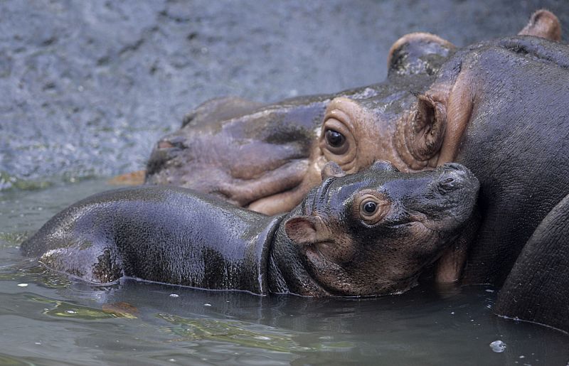Un hipopótamo del Nilo, de 12 días, juega con su madre.