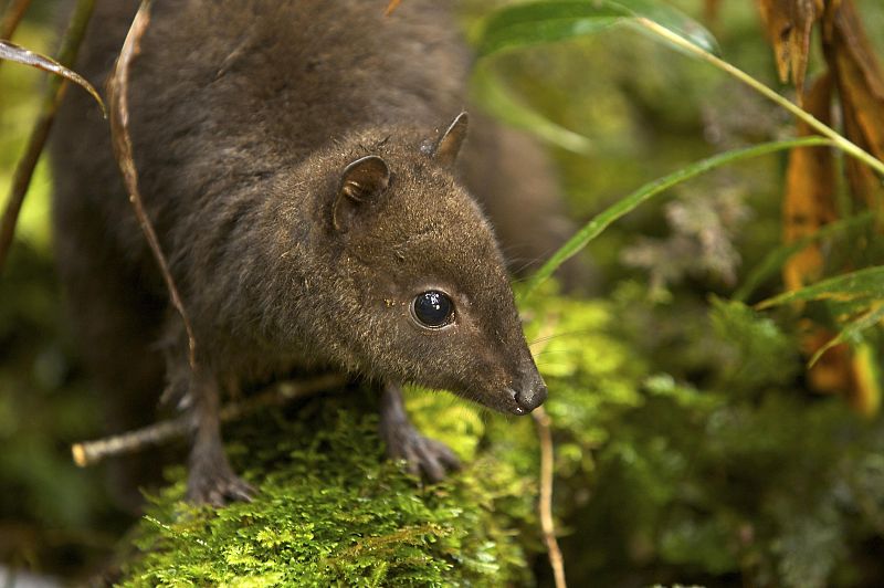 El canguro más pequeño del mundo en Nueva Guinea, Indonesia