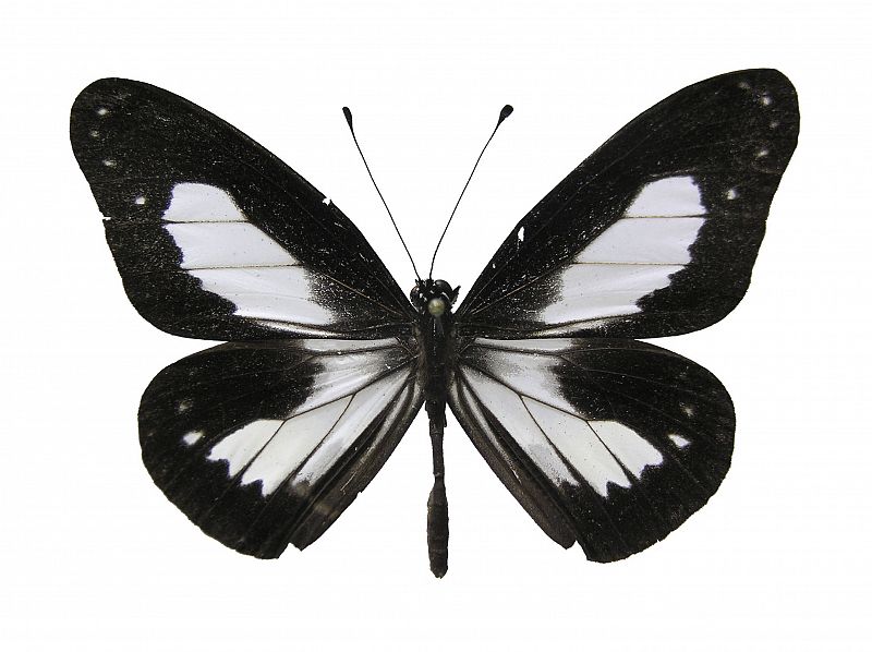 Mariposa en blanco y negro descubierta en Nueva Guinea, Indonesia