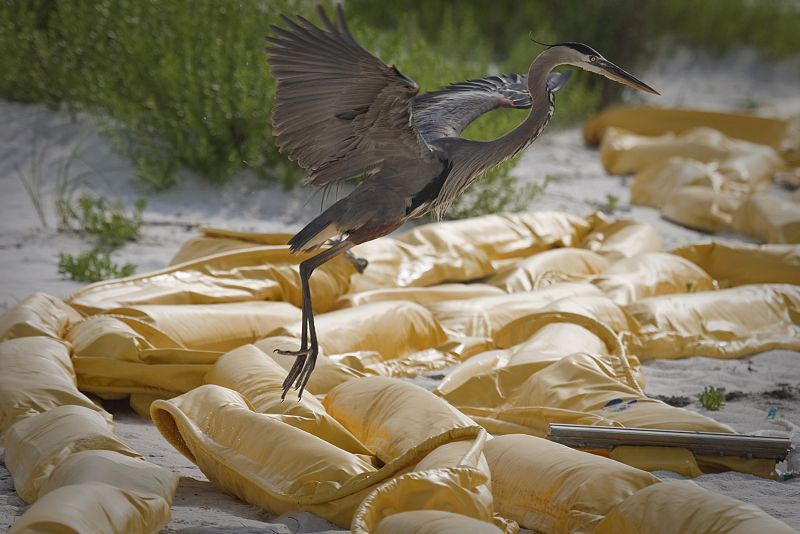 Una garza atravesando una de las barreras de protección tras el vertido de petróleo en el Golfo de México