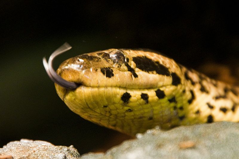 Exposición 'Reptiles y anfibios' en el Acuario de Gijón