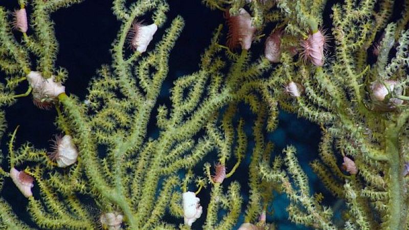 Una de las nuevas especies encontradas, corales y anémonas