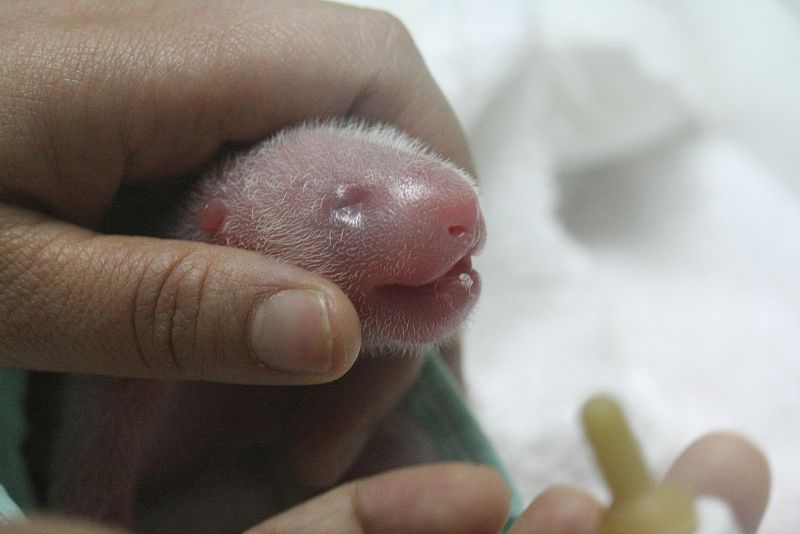 Las crías de oso panda, al nacer, son rosas y ciegas; tardan semanas en adquirir el blanco y negro típico de la especie
