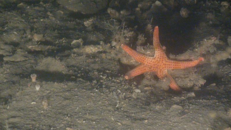 Una estrella de mar