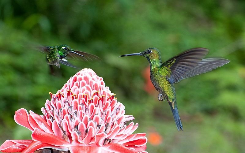 Colibríes en su hábitat natural de Mindo, Ecuador