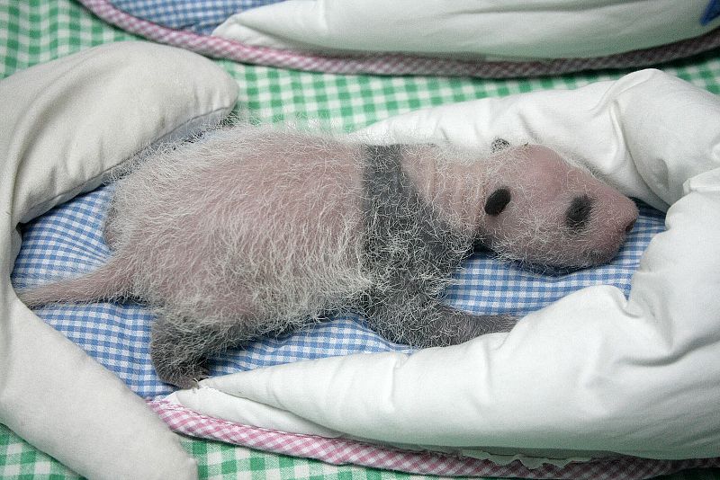 Los cuidadores intercambian a los cachorros del calor maternal a una incubadora cada tres horas