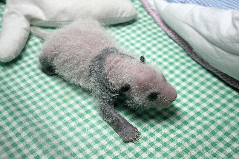 Los cuidadores les realizan un chequeo médico diario que comparten con la reserva de pandas en Chengdu