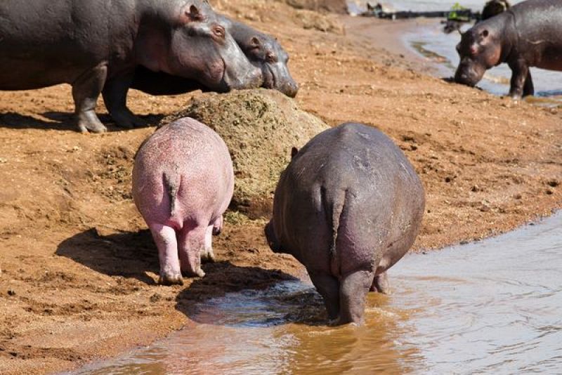 Durante el poco tiempo que estuvo fuera del agua, el pequeño hipopótamo se mantuvo al lado de su madre