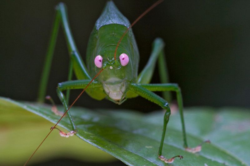 El saltamontes de ojos saltones