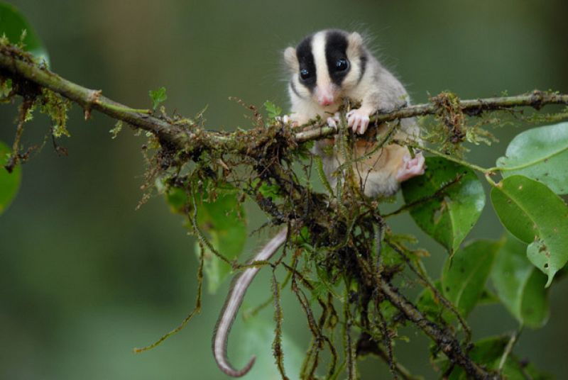 Uno de los dos mamíferos descubiertos en la selva