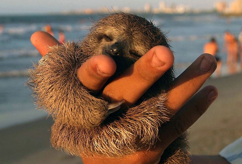 El tamaño de los perezosos recién nacidos es tan pequeño que caben hasta en la palma de la mano