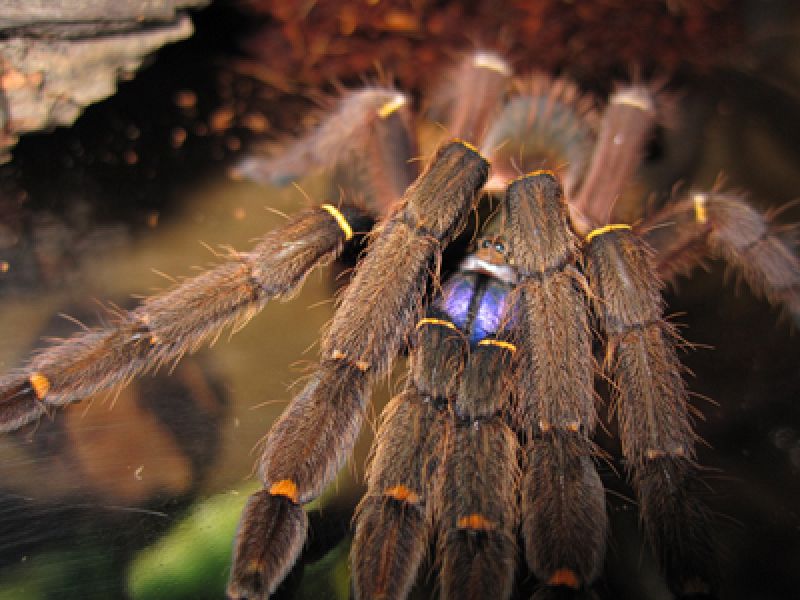 Una araña con colmillos azules
