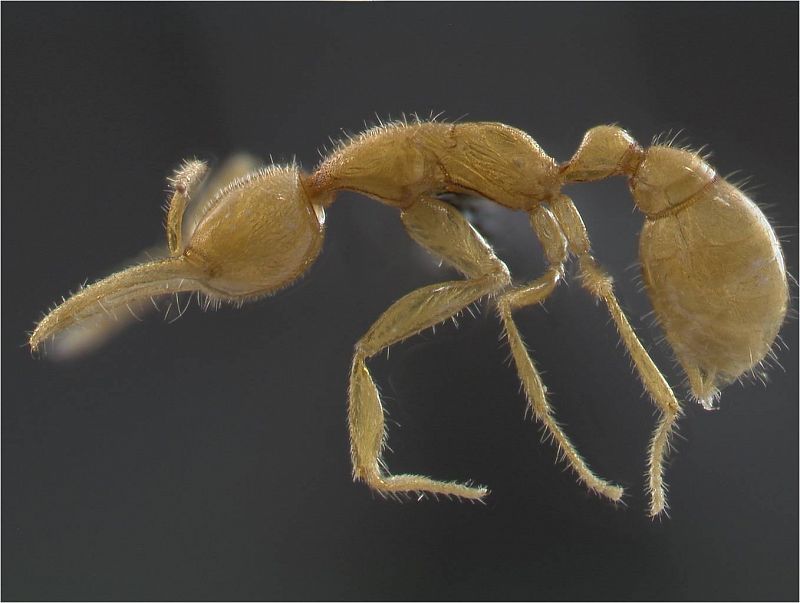 La 'hormiga marciana', ciega y con grandes mandíbulas para triturar a sus presas