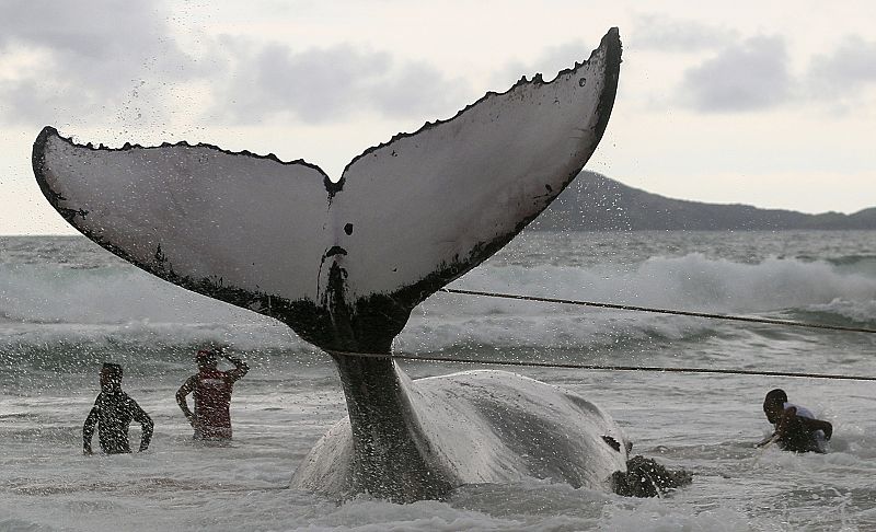 Los trabajadores intentan tirar con cuerdas para mover a la ballena y devolverla al mar