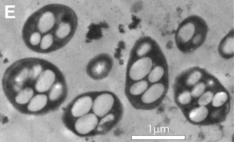 La bacteria fue sacada del lago alcalino y cultivada en placas de Petri de laboratorio.