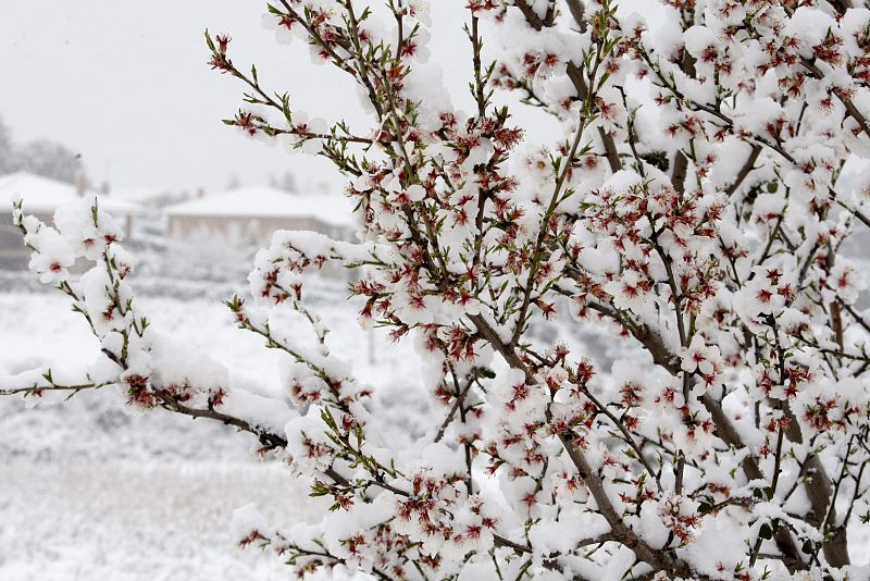 NIEVE EN LA SIERRA MADRILEÑA