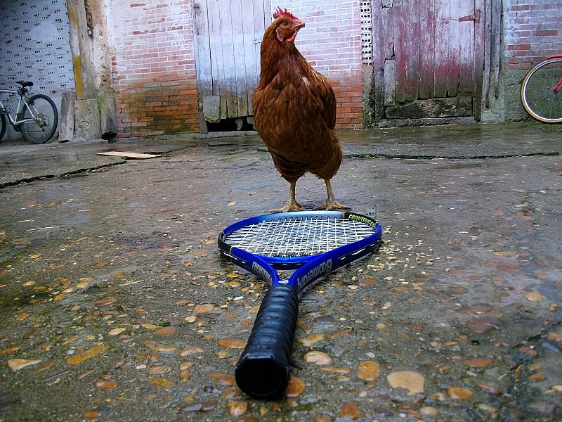 las gallinas no pueden coger la raqueta