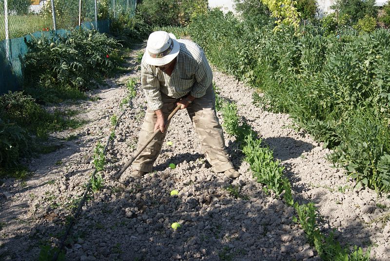 Cultivando pelotitas